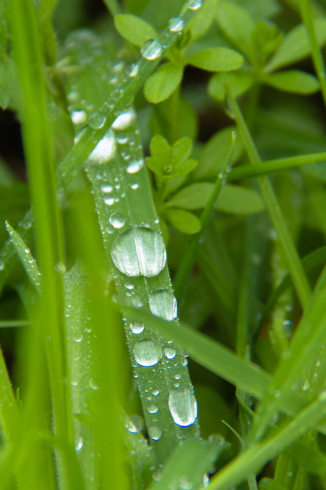 zo laag bij de grond