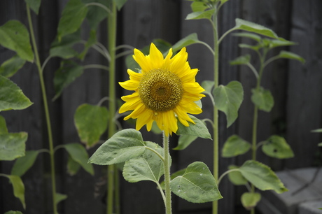 Jonge zonnebloem