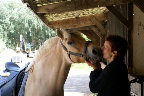 Paarden liefde