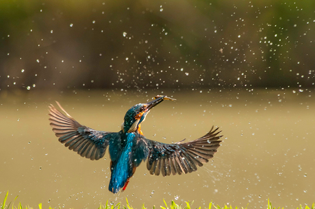 IJsvogel met visje