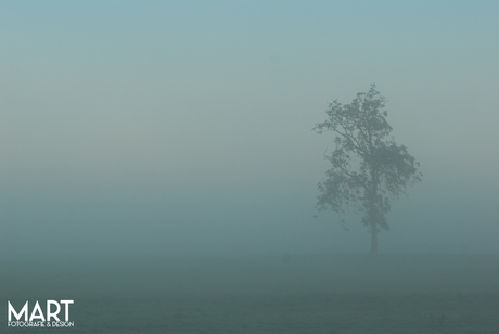 Boom In De Wolken