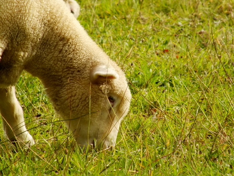 Herfst Schaap