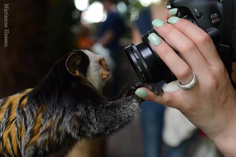 Waar mens en dier elkaar vinden...