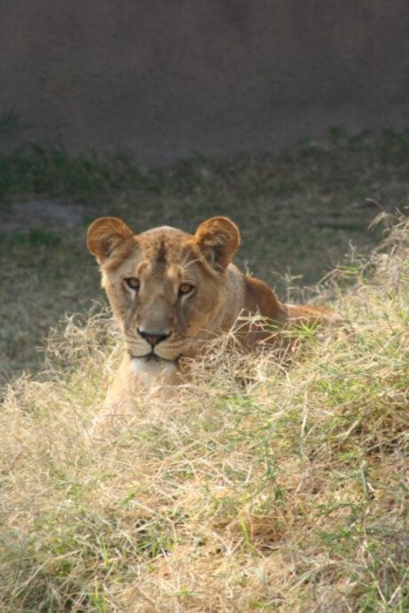 King in the gras