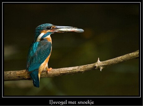 IJsvogel met snoek(je)