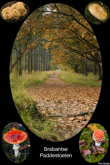 Paddestoelen in Brabant