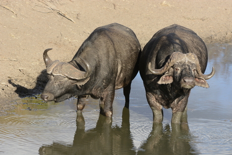Buffels in Kruger