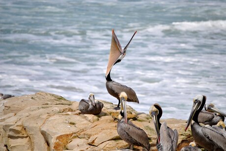 Californische Pelikanen