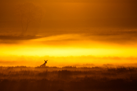 Rennen naar de gouden zonsopkomst