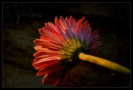 Gerbera