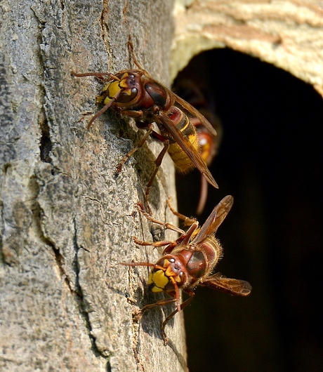 nest van de hoornaarwesp