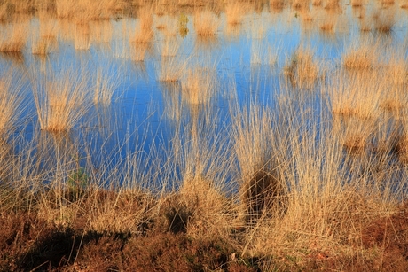 pijpenstrootje in vennetje