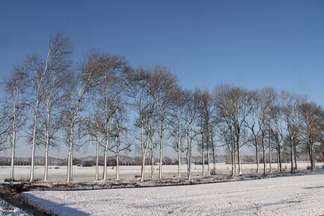 hoge bomen vangen veel sneeuw