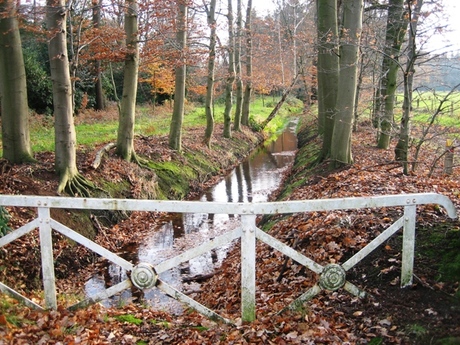 Slootje in het bos