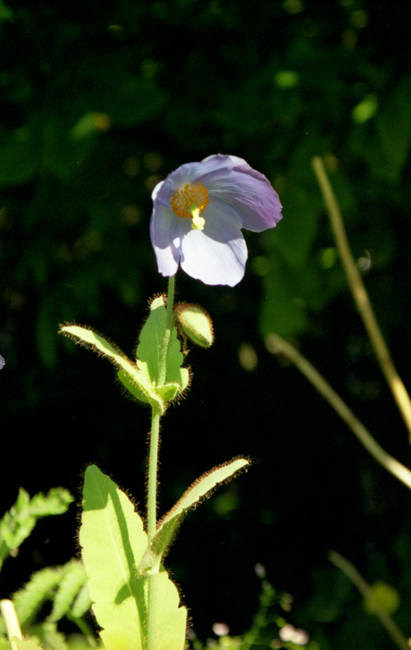 blauwe papaver 2