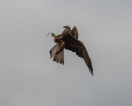 Golden Eagle