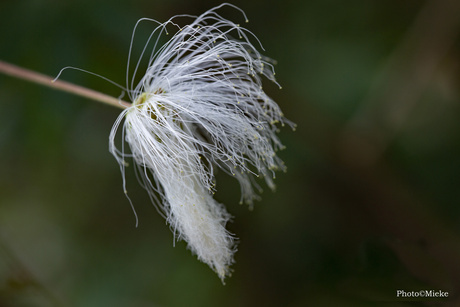 Zapoteca Portoricensis