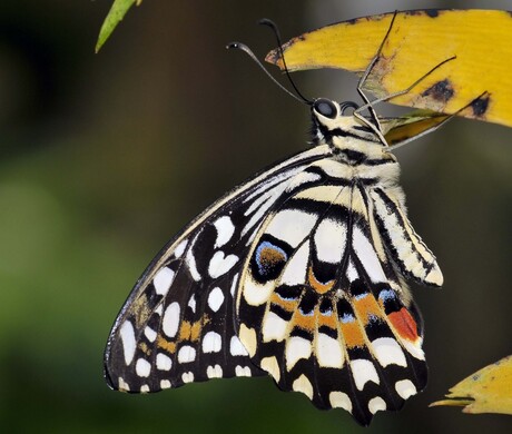 Papilio demoleus