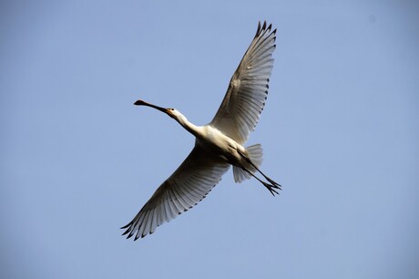 Lepelaar in de vlucht