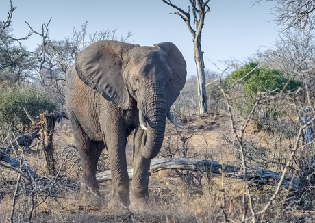 Olifanten spotten in Zuid-Afrika