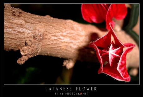 HB Japanese Flower