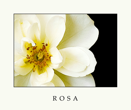 Rosa