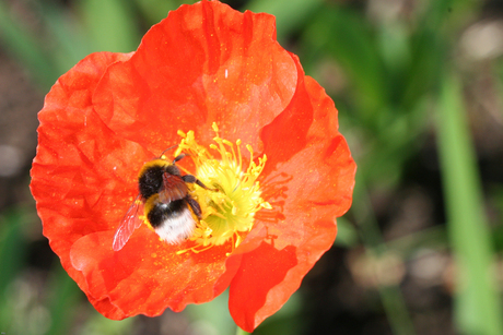 Hommels in de papaver