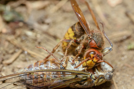 Hoornaar vs Cicade 2