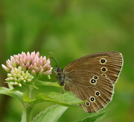 Aphantopus hyperantus...