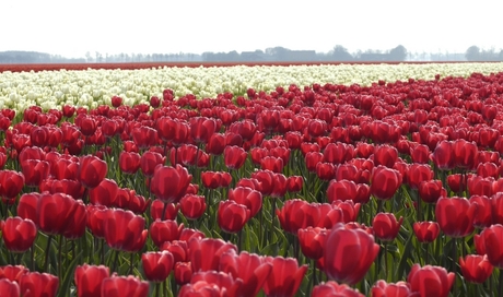 Tulpen