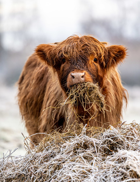 Buiten ontbijten