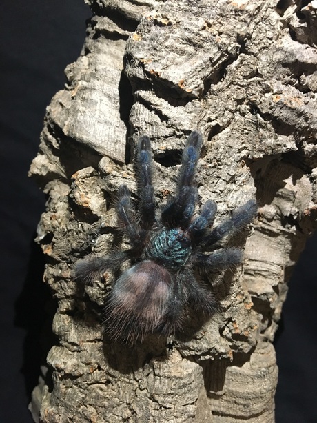 Vogelspin Caribena versicolor