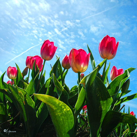 Tulpen