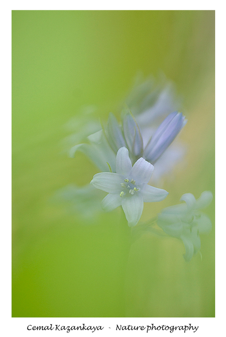 Bos hyacint