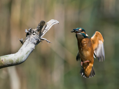Kingfisher IJsvogel met buit.