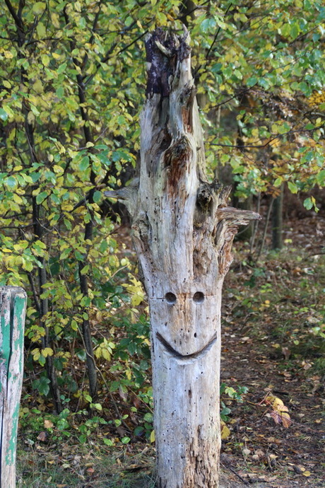 Vreemde vent in het bos