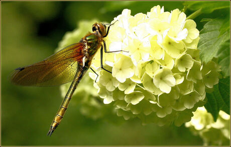 Libelle in Loom Light