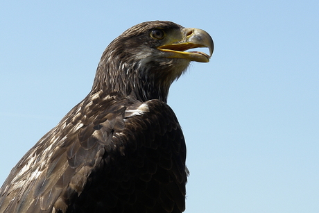 lief vogeltje