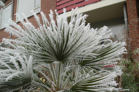 palm in voortuin on ice