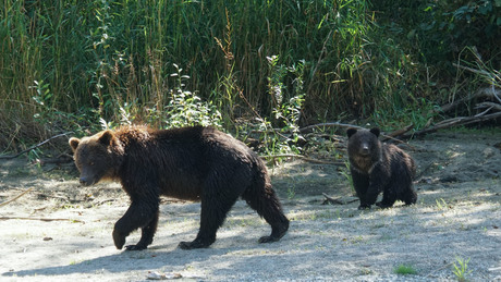 Grizzly beer in Canada met jong
