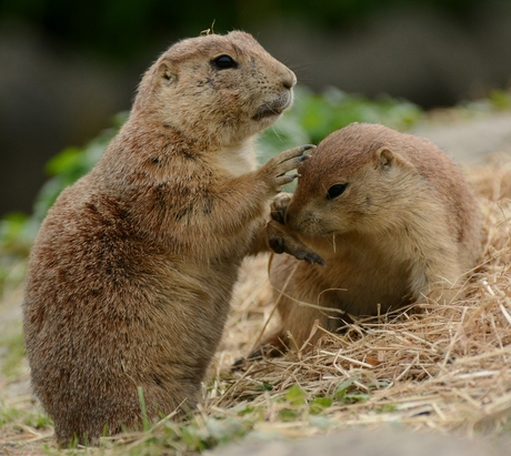 Prairiehondjes