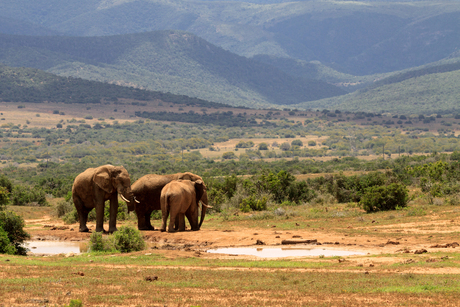 Olifanten, Addo Elephant Nationaal Park