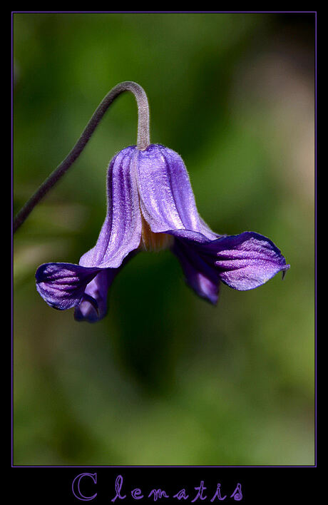 Clematis