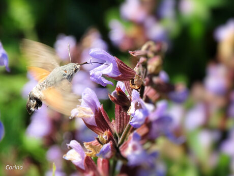 kolibrie vlinder