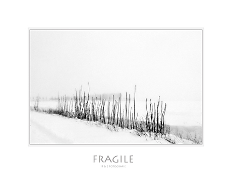 Fragile...