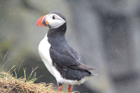 Puffin