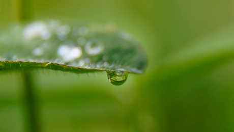 Waterdruppel in de ochtend