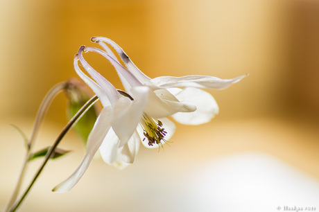 Witte Akelei