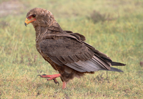 Bateleur op zoek naar voedsel