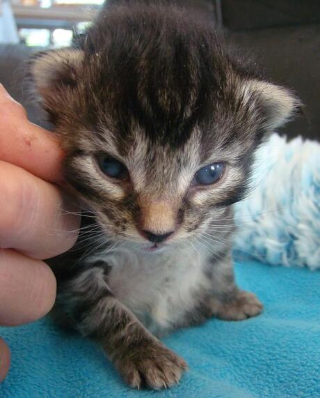 Noorse Boskat kitten